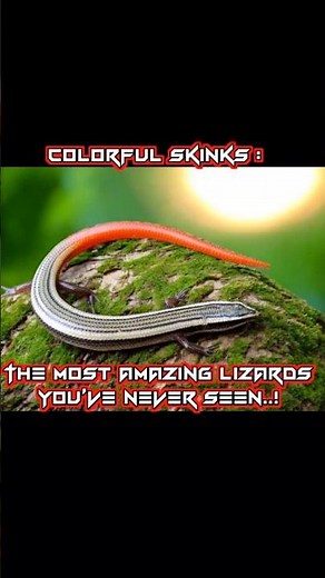 Colorful Skinks: The Most Amazing Lizards You’ve Never Seen!