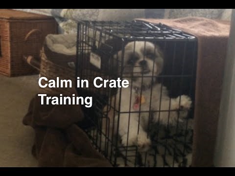 How to Crate Train dogs and puppies for Calm Crate Behavior