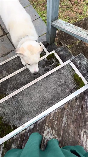 Laddin_PawsOnDuty (@laddin_pawsonduty)’s videos with Never Back Down - RocknStock