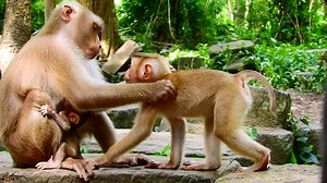 23K views · 1.2K reactions | Cute Amanda crying to grab poor BB Rainbow from Libby Cuz Libby careless Rainbow Ep678 | Monkey katy | Facebook