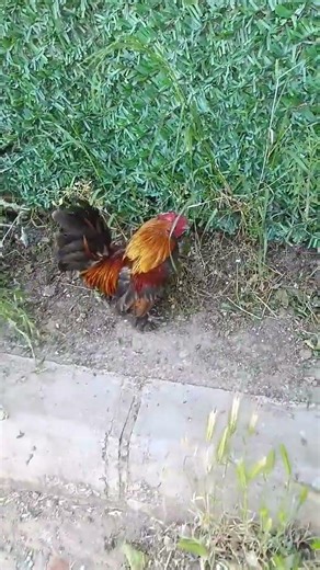 orda😱😂😁👺‼️💥