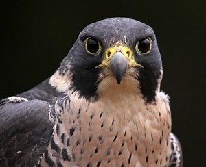 4 Types of Falcons That Live in Maine! (2025)
