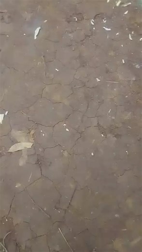 D-STAR (@dstar776)’s videos with original sound - Clemetitch