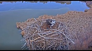An osprey has returned to her nest in Longmont and you can watch her live