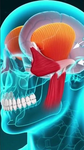 Dr. Molar Marvelous Explains Jaw Pain & Night Clenching 😬🦷