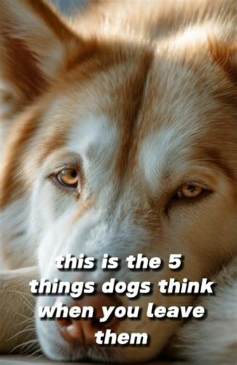 5 things your dog thinks when you leave them. #dogstory #dogshorts #short