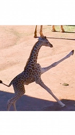 Join us for World Giraffe Day on Wed., June 21, 2023! Help us celebrate the longest-necked animals on the longest day of the year, with fun giraffe-themed activities happening from 10 a.m. to 2 p.m. at Cheyenne Mountain Zoo. Advance admission tickets are required for members and the general public. Get your admission in advance at cmzoo.org. Discover the challenges giraffe face in the wild, learn about giraffe conservation, spread the word with #StandTallForGiraffe and tune-in to our live giraff