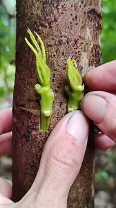 167K views · 597 reactions | Grafting tutorial Fruit tree grafting is a common fruit... #grafting #fruittrees #garden #gardenlife #treesofinstagram #fruittrees #graftingtechniques #reels #garden #plantlife #fruitplants #plantslifecycle #gardening #treelife #naturelovers #trees #plantbased #fruits #growth #viralreels #reels #shorts #viral | Plants Grafting | Facebook