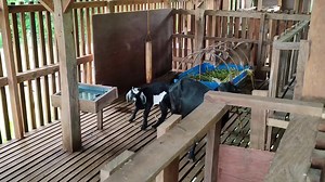 Goat Farming Para Dumami sa Maliit na Espasyo di na pinastol music by @iksonmusic | Farming Business Atbp