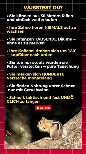 Fakten über Eichhörnchen, die UNGLAUBLICH klingen 🐿️🔥