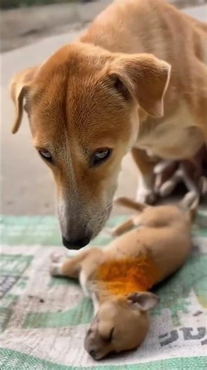 Scared mom guards dying baby—follow and share to reach help ❤️