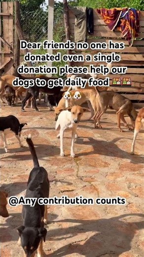 Pov you’re so kind to watch 5 x times and press all the buttons to donate for dogs food 🍱🍱🐶🐶🙏🙏