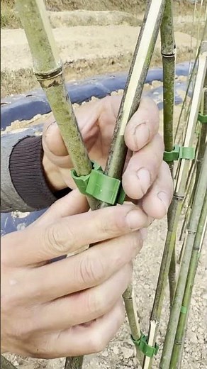 Easy Bamboo Trellis Setup for Plant Support