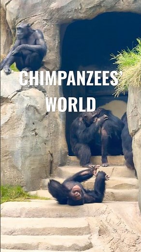 Precious Family Moment at the Los Angeles Zoo Chimpanzee Exhibit 💚