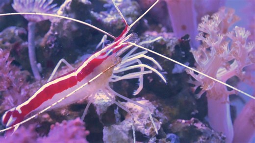 🐠✨ **Why Cleaner Shrimp Are a Must-Have for Your Home Aquarium!** 🦐💧 If you're looking to add a little extra sparkle and health to your aquarium, consider welcoming a cleaner shrimp into your tank! Here's why they’re such a great addition: 1. **Natural Cleaners:** Cleaner shrimp are known for their "cleaning" abilities. They help remove parasites, dead skin, and even leftover food from your fish. It's like a spa day for your aquatic friends! 🧖‍♀️💦 2. **Tank Health:** By cleaning your fish,