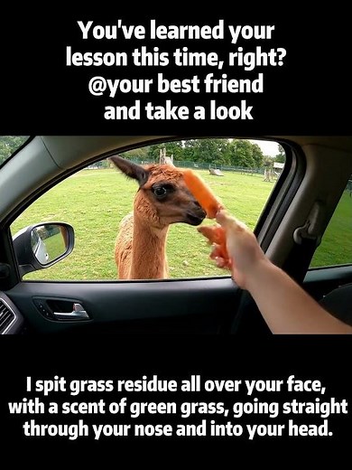Being spit on by an alpaca! You've learned your lesson now, right?