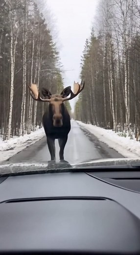 You’re just sitting in your car when a massive shape starts walking straight down the road toward you. The moose keeps coming, filling the windshield, breathing fog onto the glass. Right at the end its antlers scrape the car, and the phone jolts with a panicked gasp. #moose #wildlife #road #nature #scary #caughtoncamera #reallife #outdoors #shorts #viral | Wild Animal Encounters