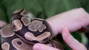 A man's hand touches a snake. royal python sticks out its tongue and crawls gracefully down the green hill. The snake curled up in a ball slowly lowers its head down.