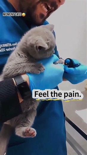 Angry Cat goes Beast mode at the vet #angrycat #angrycatsoftiktok #angrycatvideo #catsoftiktok #fun
