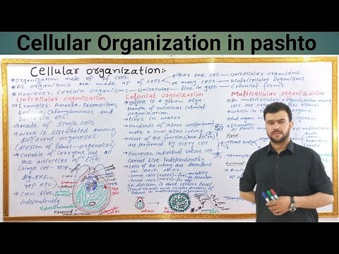 Cellular Organization | Unicellular Colonial Multicellular | Volvox colony reproduction | Sabar khan