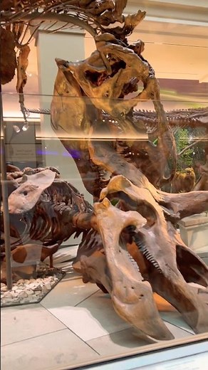 Ancient fossils inside Smithsonian Museum 🦴✨ #shorts