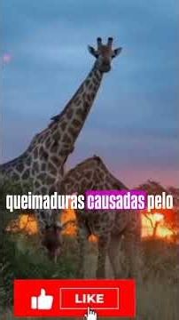 🤯🦒 Você Nunca Vai Acreditar Nessas Curiosidades Sobre as Girafas! 🌍✨