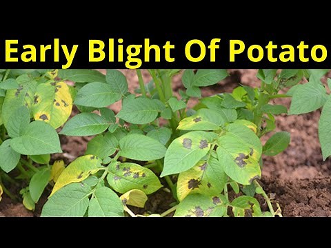 Early Blight Of Potato (Symptoms and Management) | Krishi Network