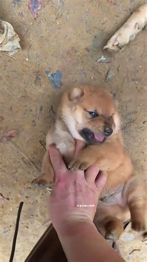 Why did the devil come to have a puppy, a pastoral dog, a Chinese pastoral dog, a puppy?