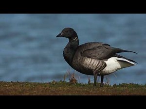 The Brent Goose: Close Up HD Footage (Branta bernicla) #birdwatching #birds #birdphotography