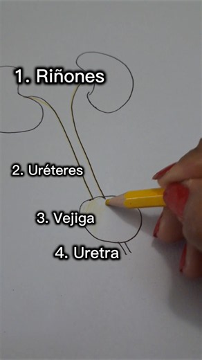 Sistema Urinario explicado FÁCIL