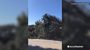 5K views · 106 reactions | That's a big tree. Worse, according to the videographer there is a crushed Tesla underneath it. https://bit.ly/2tPWnG0 | AccuWeather | Facebook