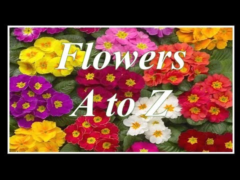 A to Z Flowers Name - List of Flowers with Pictures - Kids Educational Videos