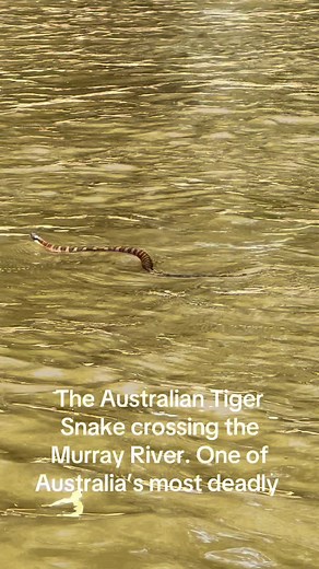 Discover the Dangers of the Australian Tiger Snake