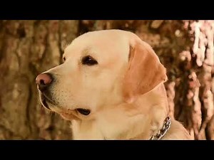 English vs American Labrador – What’s the Difference?