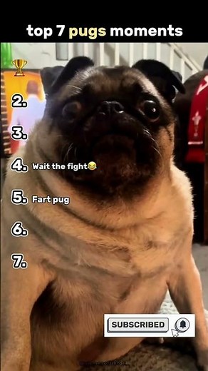 Try Not to Laugh: 7 Funniest Pug & Dog Clips! 🤣🐾 #LOLDogs #PugVibes #dogcomedy #pug #dogs