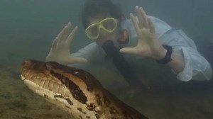 New anaconda species discovered while filming Will Smith's 'Pole to Pole' series