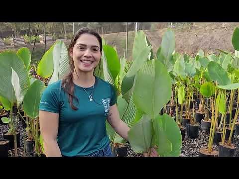 Calathea lutea - 'Cigar Maranta'