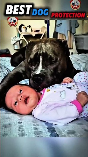 Brave K9 Protects Pregnant Woman & Child 👩‍🍼🐕❤️ True Guardian #army #k9unit #shorts