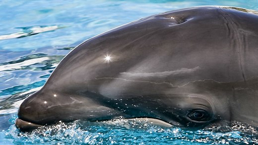 Wholphin: A Rare Hybrid Animal That Can Reproduce