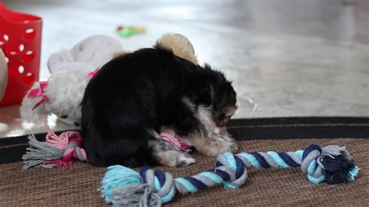 Morkie  Yorktese puppy for sale