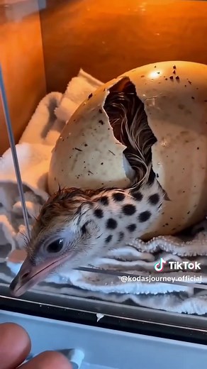 Rescuing a Baby Ostrich from a Cracked Giant Ostrich Egg