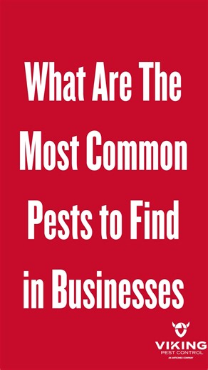 Commercial sales manager, Miguel, shares the most common pests he sees in businesses. 🪳🐜🏢Comment below what pests you've seen at a business! #VikingPestControl #pestcontrol #fyp #fypシ #zyxcba