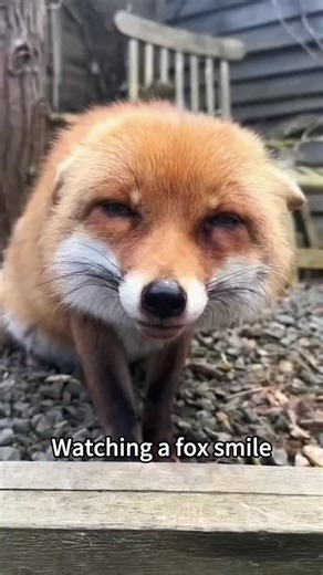 FOX LOVER COMMUNITY | The smiling fox❤️🦊❤️ Credit: animal.science92 #cuteredfox #lovefox #wildfox #fox #foxys | Instagram
