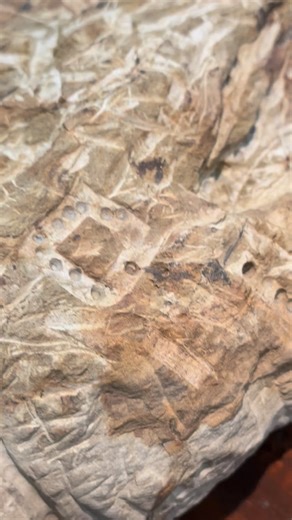 HABIT Sky Jones 9 × 12 × 4 Primitive Sandstone Sculpture Sky found a piece of sandstone that had fallen from an old headstone and used a screwdriver and hammer to shape and carve this evocatively primitive sculpture of a head wearing a helmet-like headdress with a geometric design on it. The mineral deposits in the stone material provide additional texture to Sky’s work, complementing the intricate patterns which sometimes are created by lines carved on top of lines. The face shows texture from 