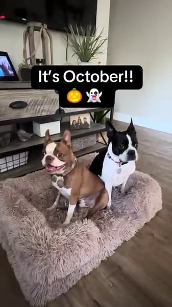 It’s October!! 🎃 Boston Terriers Kick Off Spooky Season | Beans & Phoenix