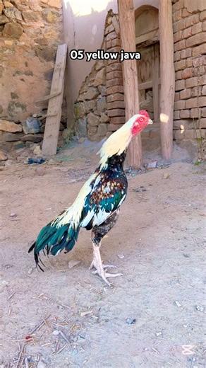 Yellow java is my favourite #viralvideo #youtube #chicken