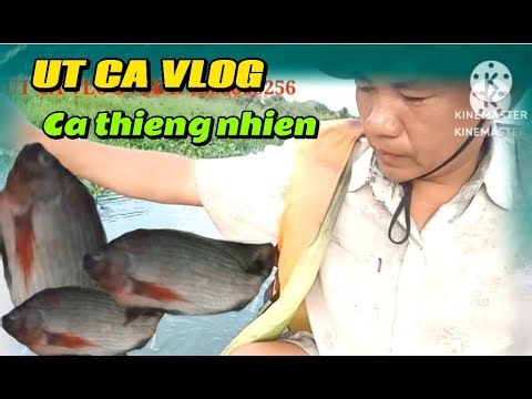 Út Đánh Bắt Cá Thiên Nhiên | Út Cá Vlog
