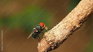 Closeup macro of green fly or greenbottle fly on branch eating food by spit saliva liquefy on food that enzymes can make it possible for them to eat food. This habit called Propagating Transmission. Stock Video