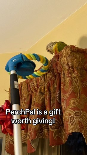 Make holiday bird care simpler and more joyful with PerchPal. Whether your bird finds its way to high ledges, cabinets, or curtains, the telescopic pole makes retrieving them quick and hassle-free. It also ensures safe handling, creating a stress-free experience for both birds and their owners----perfect for families, first time owners, or anyone who needs a helping hand.🎄 🎁 There's still time to grab the perfect holiday gift for the bird lovers in your life.🎁 Buy online now at: https://perch