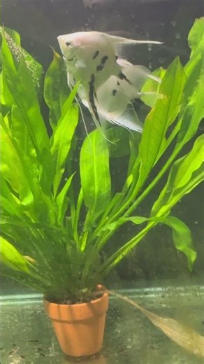 Platinum panda angelfish spawning!!!!